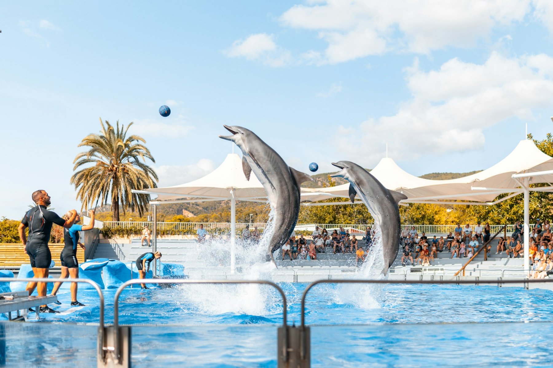 Everyone Loved Marineland. Now Its Belugas Are Dying, and No One Can Explain Why.