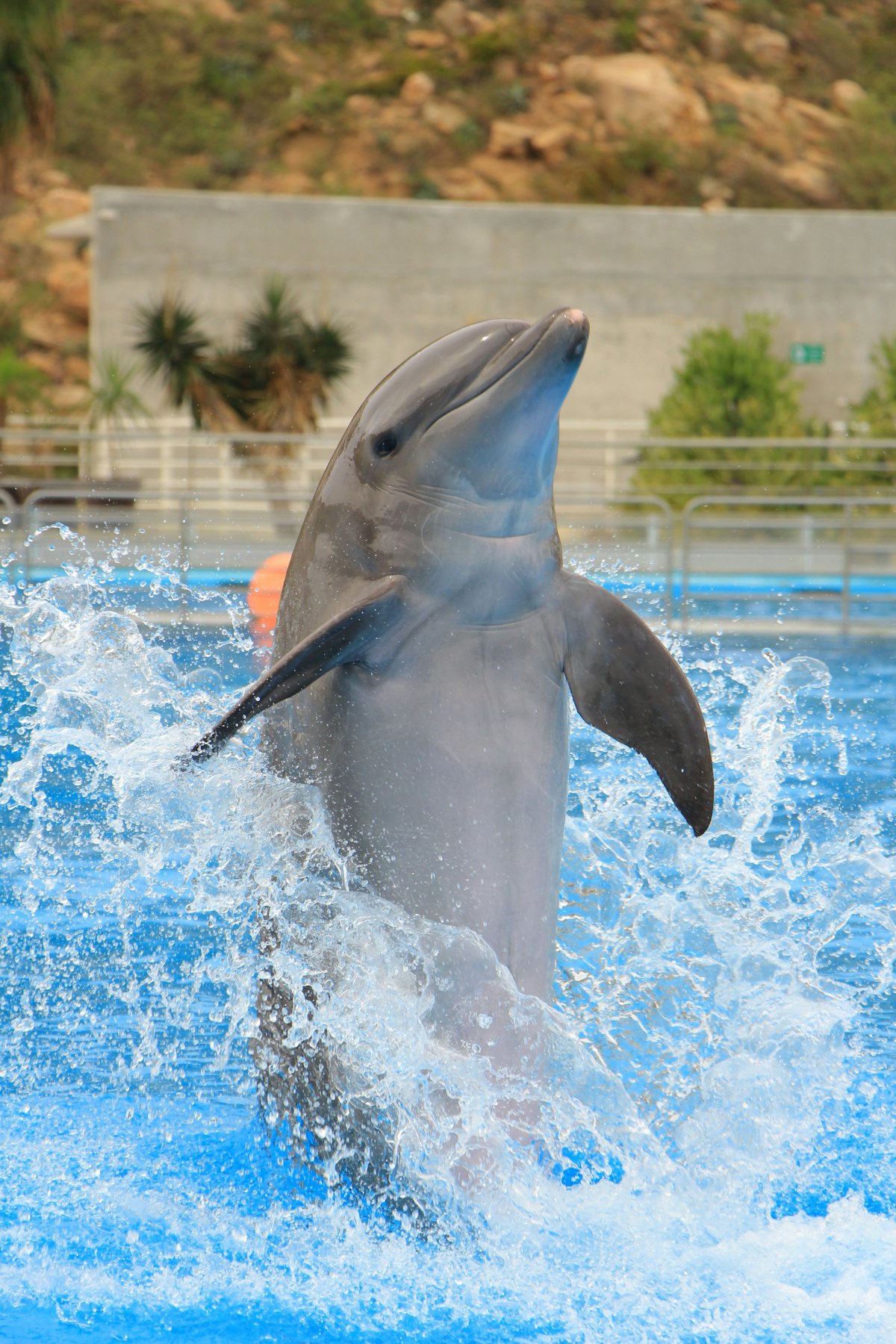 Everyone Loved Marineland. Now Its Belugas Are Dying, and No One Can Explain Why. — supporting image 1