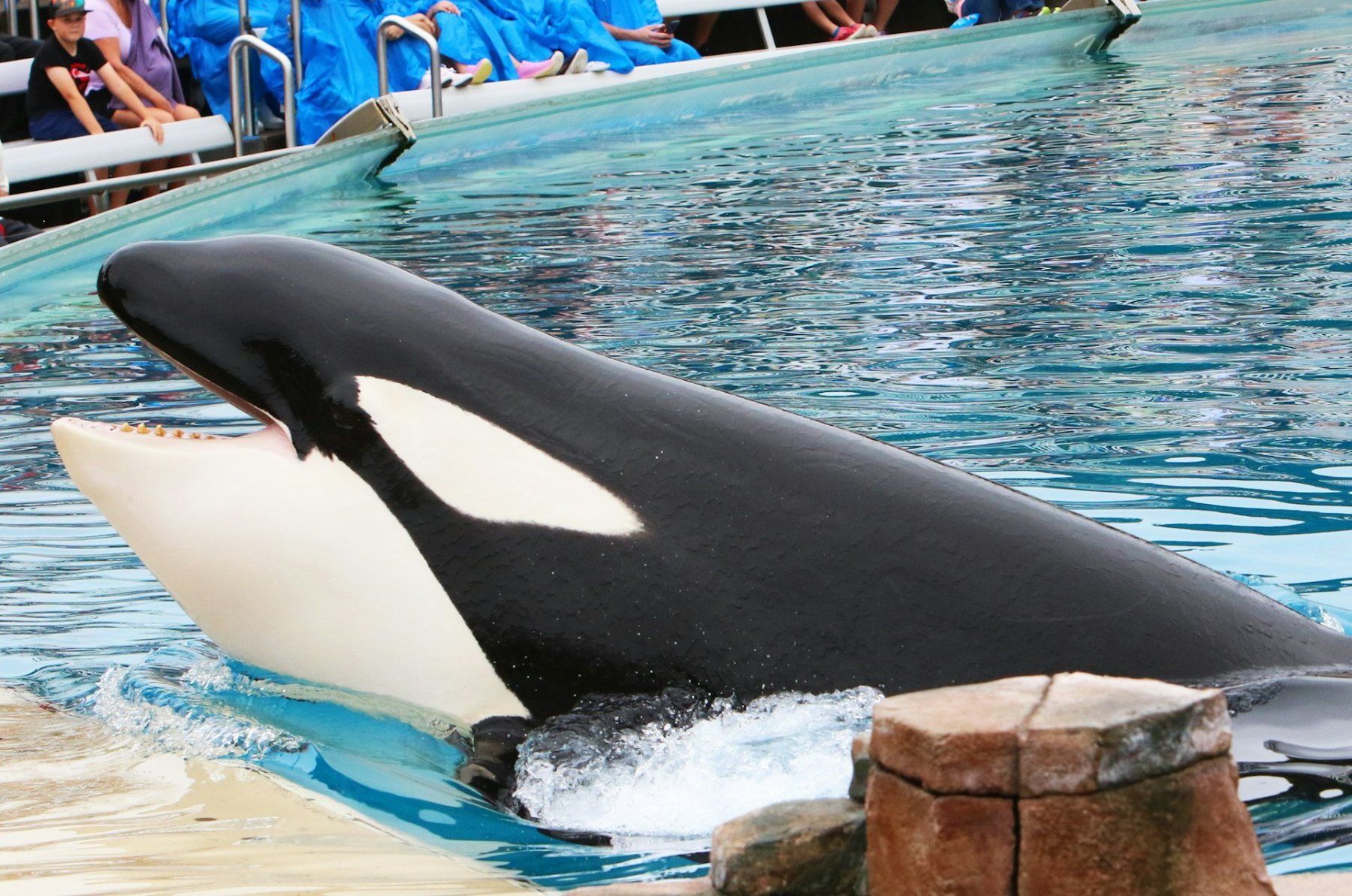 Everyone Loved Marineland. Now Its Belugas Are Dying, and No One Can Explain Why. — supporting image 3